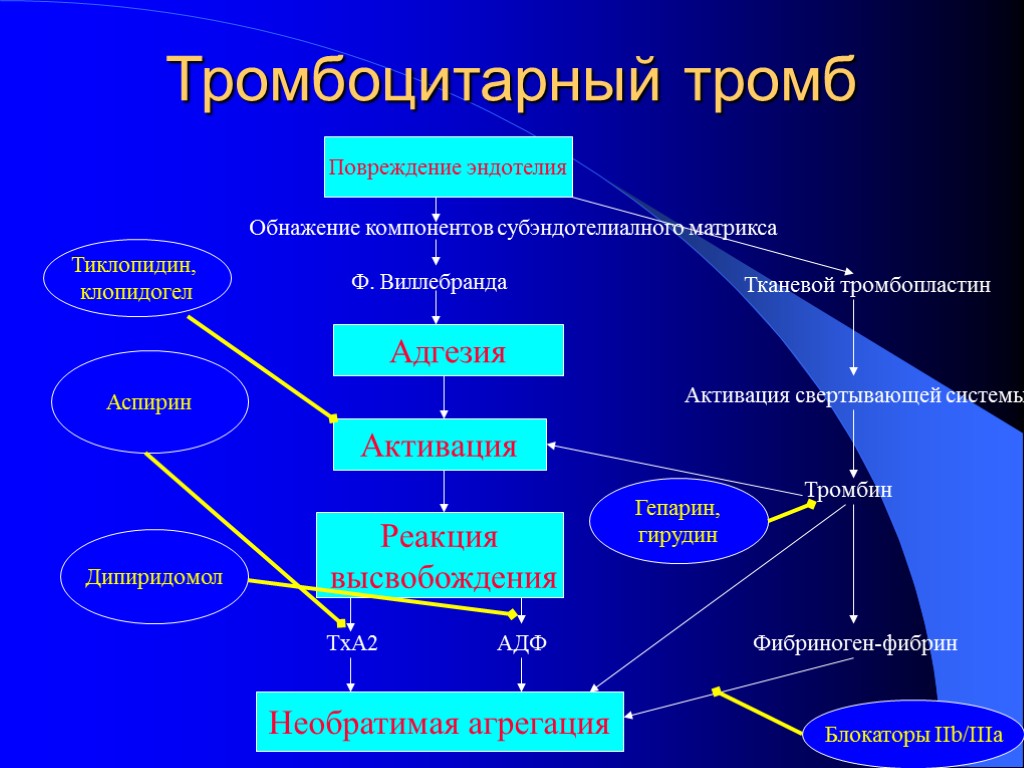 Тромбоцитарный тромб Повреждение эндотелия Обнажение компонентов субэндотелиалного матрикса Ф. Виллебранда Адгезия Активация Тканевой тромбопластин